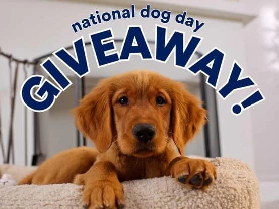 Petco National Dog Day Giveaway — Win $500 Gift Card